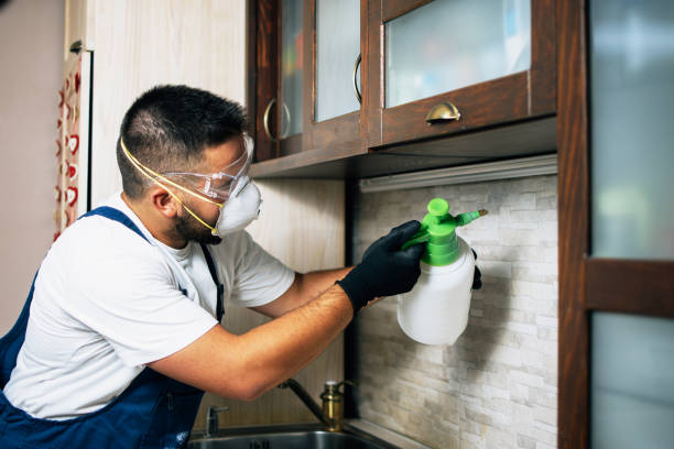 Wasp Removal Services in Auburn Lake Trails, CA