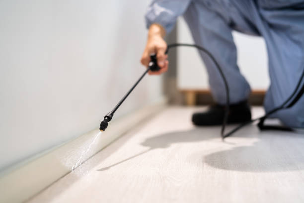 Best Local Pest Control Services  in Auburn Lake Trails, CA