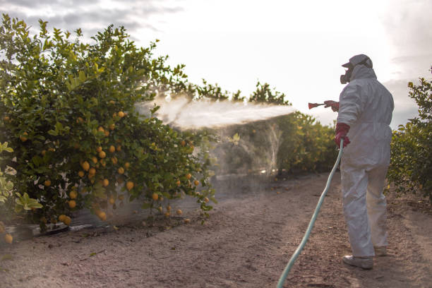 Best Termite Control Services  in Auburn Lake Trails, CA