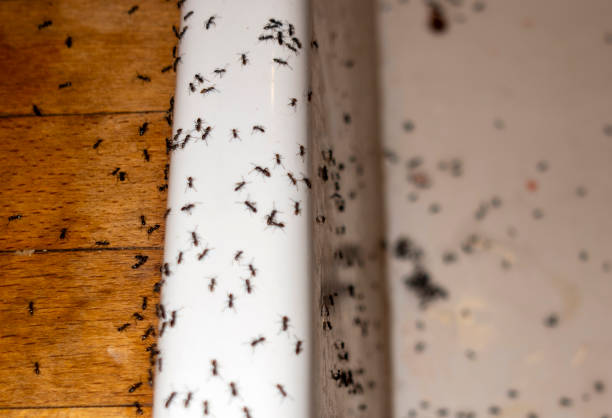 Best Wildlife Control Services  in Auburn Lake Trails, CA